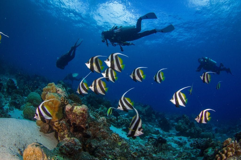 Image_4 diving
