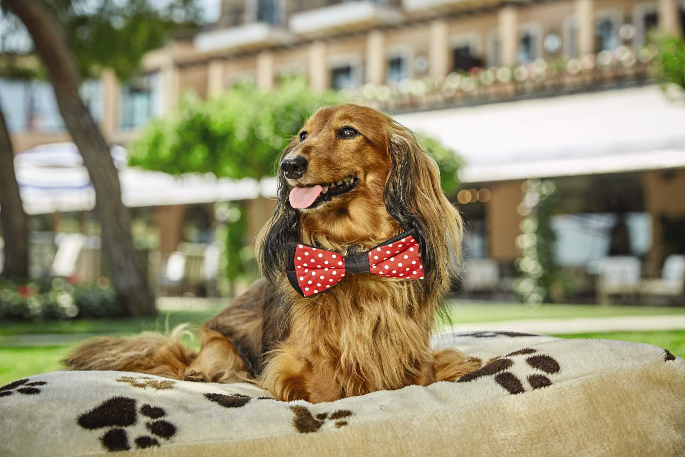CIP PET Pampered Pooches @PeakLife