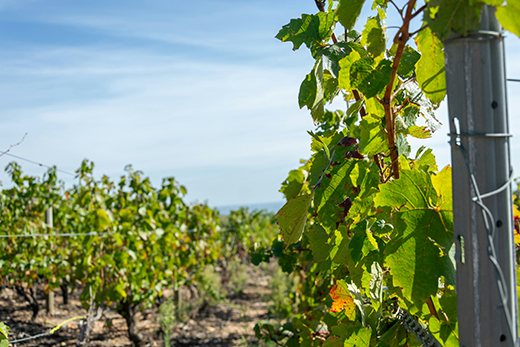 The Wine Whisperer How Prithvi Nagpal is Changing India's Wine Scene-Image 1