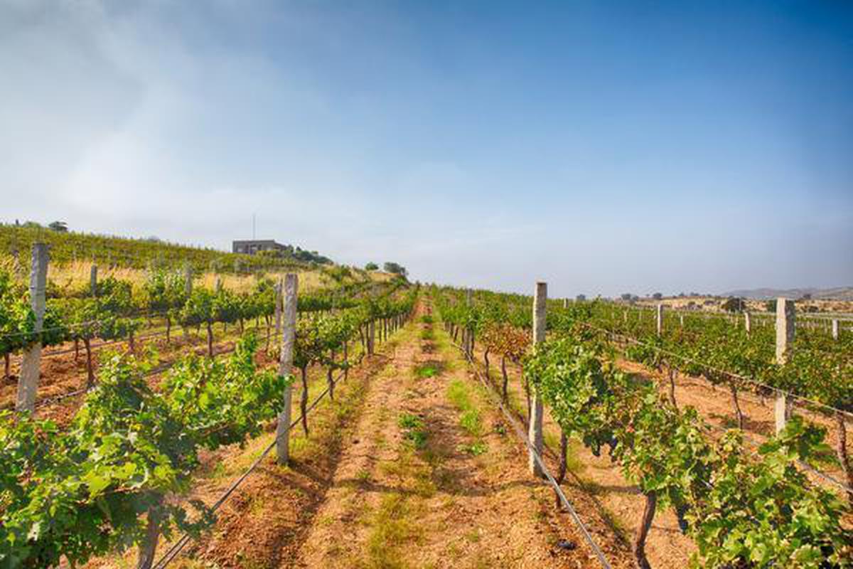 The Wine Whisperer How Prithvi Nagpal is Changing India's Wine Scene-Image 2